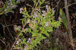 Elliott's aster